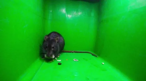 Rat on a green background Video stock 50946405