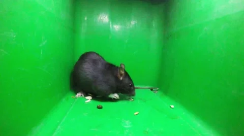 Rat on a green background 库存影片 50946407