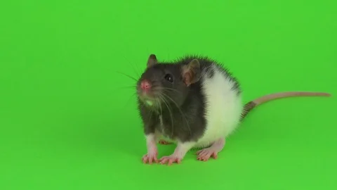 Rat on a green background Stock Footage 104746666
