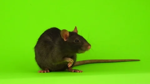 Rat on a green background Stock Footage 105127333