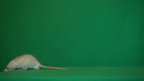Rat on a green background Stock Footage 112942996