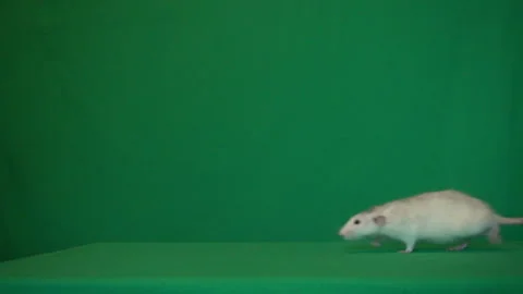 Rat on a green background Stock Footage 112943008