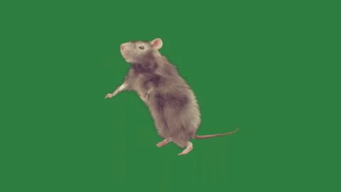 A rat on green screen and small mouse creative elements scene movement frame Stock Footage 335696793