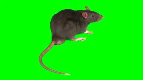 rat on green screen background | Stock Video | Pond5