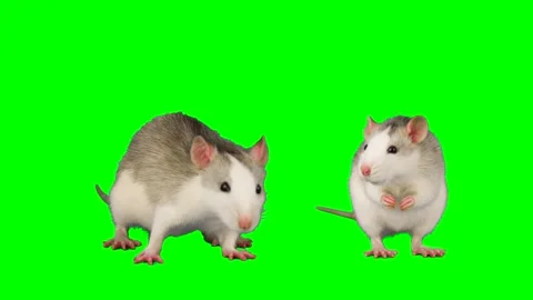 rat on green screen background | Stock Video | Pond5