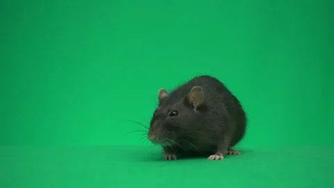 Rat on a green screen Stock-Footage 101050919