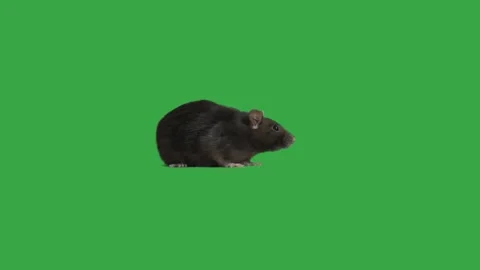 Rat on green screen, side view Vídeo Stock 99142813