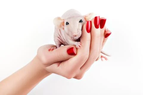 Rat on a hand. Stock Photos