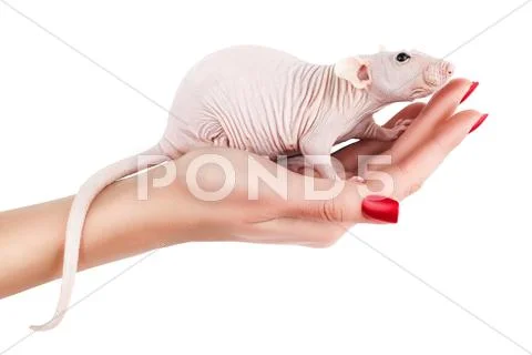 Rat on a hand. Stock Photos