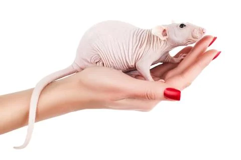 Rat on a hand. Stock Photos
