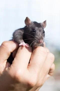 Rat in hand Stock Photos