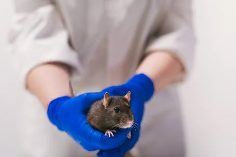 Rat in the hands of a scientist in the lab Stock Photos