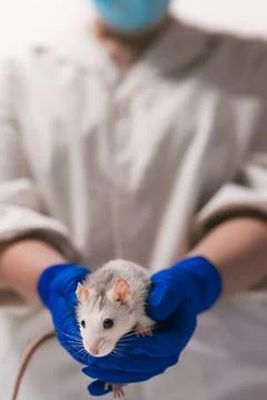 Rat in the hands of a scientist in the lab Stock Photos