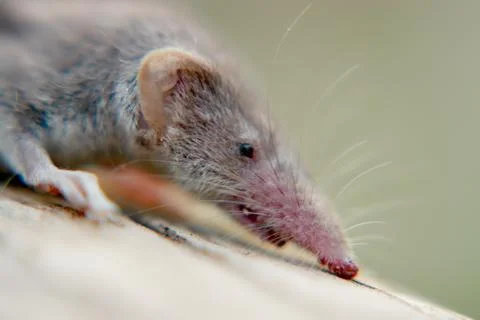 Rat head 스톡 사진