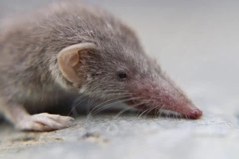 Rat head 스톡 사진
