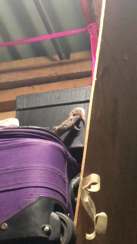 Rat Helps His Buddy - 11 Jul 2025 Stock Footage 313390892