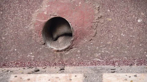 Rat in a hole Stock Footage 40881626