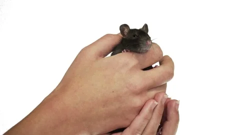 Rat in human hands on white background Stock Footage 83859047
