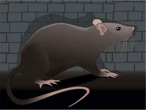 Rat Stock Illustration