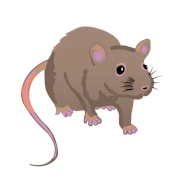 Rat Stock Illustration