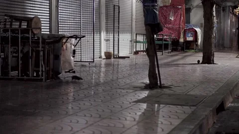 A rat infested street in Asia Stock Footage 205584466