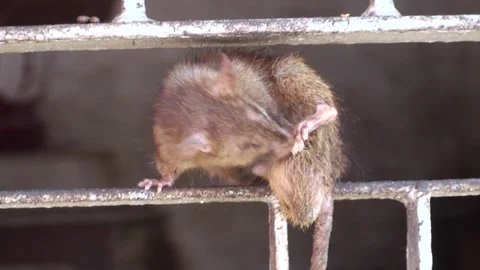 A Rat Inside Karni Mata Rat Temple In Bikaner, India Stock Footage 159158568