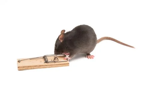 Rat isolated Stock Photos