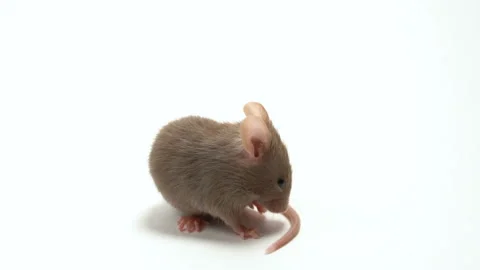 Rat isolated on white background Stock Footage 98827035