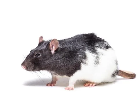 Rat isolated on white background Stock Photos