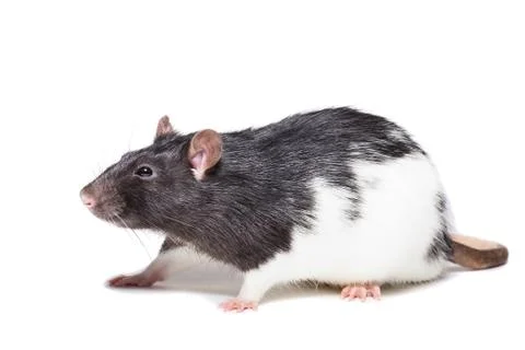 Rat isolated on white background Stock Photos