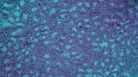 Rat kidney, microscopy 스톡 동영상 343132223