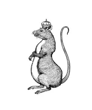 Rat king or mouse. Graphic wild animal. Hand drawn vintage sketch. Engraved Illustrazione stock