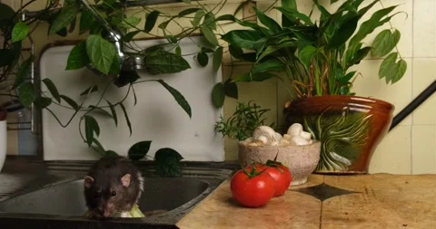 Rat in the kitchen sink. Stock Footage 261832772