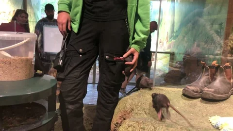 Rat Lady Stock Footage 158316751