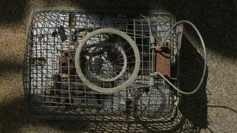 Rat in live trap hand held Stock Footage 79696729