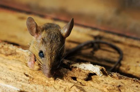 Rat look at and stop Stock Photos