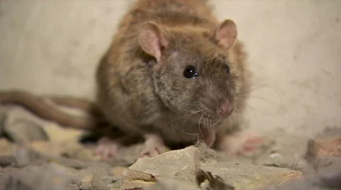 Rat Looking At The Camera Stock Footage 62742108