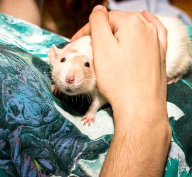 Rat Looking at Camera Stock Photos