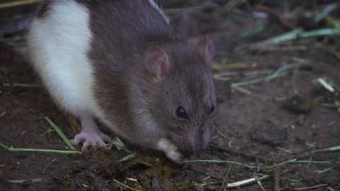 Rat is looking for food in the mud 스톡 동영상 107975335