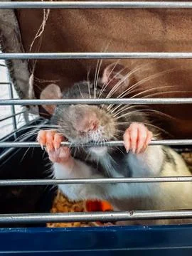 Rat is looking out of a cage Stock Photos