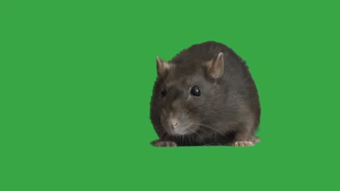 Rat looks on a green screen Vídeo Stock 99142805