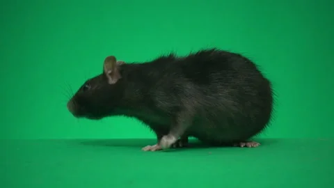 Rat looks on a green screen Vídeo Stock 101052222