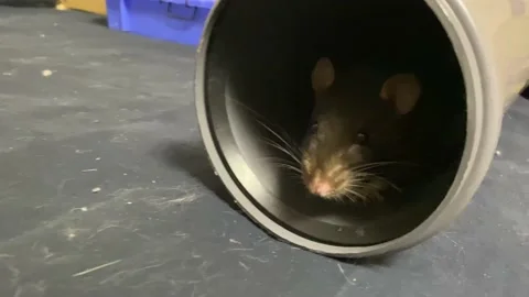 Rat looks out of the pipe Stock Footage 224745975