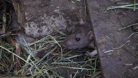 Rat looks out from under the threshold 動画素材 107975185