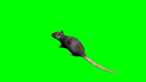 Rat Looped Alpha Channel Included. Stock Footage 96690853