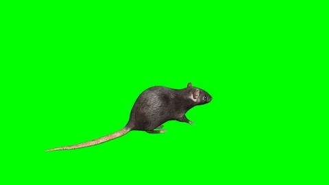 Rat. Looped animation. Stock Footage 96690836