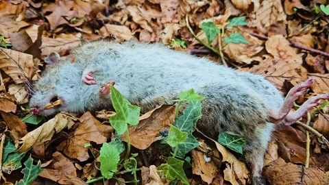 Rat lying dead on forest floor among fallen leaves, symbolizing danger of Stock Footage 313481264