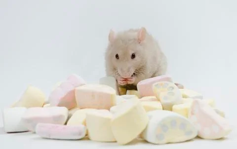 Rat with marmalade. Stock Photos