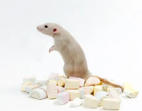 Rat with marmalade. Stock Photos