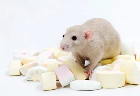 Rat with marmalade. Stock Photos